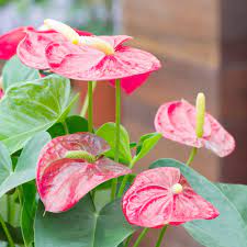 Red,Pink, White Anthurium Perennial Flower Seeds for Planting 100 pcs