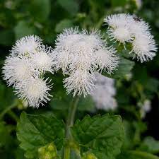 Ageratum Ball White Flower Seeds for Planting - Heirloom & Non-GMO garden seeds