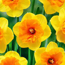 Yellow Red Narcissus Flower Seeds for Planting 100 pcs