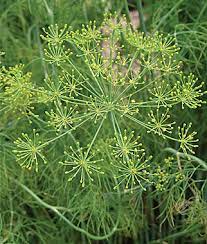 Green Anethum Graveolens (Dill Elephant) Herb Plant Seeds for Gardens and Kitchens