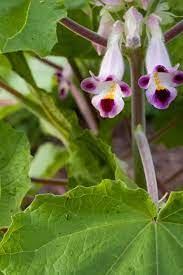 Organic Heirloom Pink Martynia Plant Seeds for Planting – Non-GMO, High Germination Exotic Organic Garden Seeds