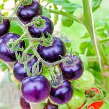 Heirloom Purple Cherry Tomato Vegetable Seeds for Planting
