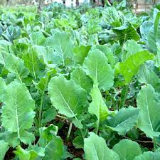 Couve Kale Tree Seeds for Planting heirloom & Non-GMO Seeds