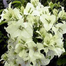 White Cascade Bougainvillea Seeds for Planting - Organic, Heirloom & Non-GMO Garden Seeds