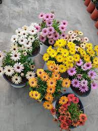 Osteospermum Flower Seeds Mixed Varieties – Heirloom Non-GMO, High Germination Organic Garden Daisy Seeds for Planting