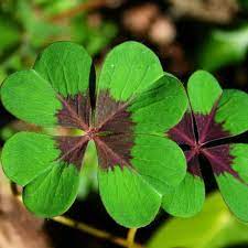 Four Leaf Clover  Herb Seeds  for Planting-Heirloom & Non-GMO Seeds for planting