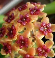 Yellow Red Hoya Carnosa Flower Seeds for Planting - 100 pcs