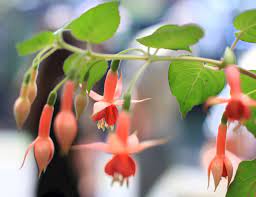 Orange Fuchsia Hybrida Blomsterfrø 100 stk