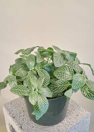 nerve plant seeds Fittonia Albivenis Seeds – Heirloom, Non-GMO White Nerve Plant Seeds for Indoor Planting