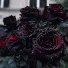 Rare Black Red Rose Flower Seeds for Planting 100 pcs