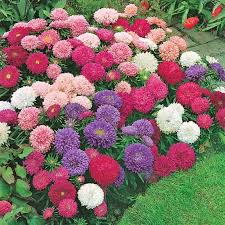 Aster Alpin Flower Seeds for Planting, 100 pcs