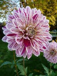 Soft Pink Dahlia Flower Seeds for Planting - 100 pcs