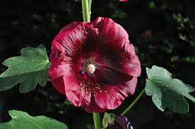 Dark Red Althaea Rosea Flower Seeds for Planting – Heirloom, Non-GMO, High Germination Organic Garden Seeds