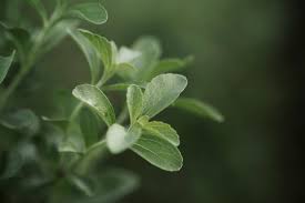 Stevia Plantefrø til sødemiddel og havebrug 100 stk