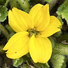Allen Bush Chrysogonum Virginianum Flower Seeds for Planting