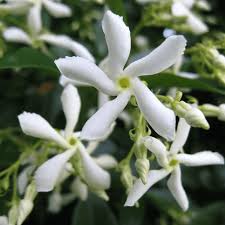 Star Jasmine flower seeds planting