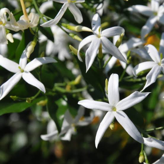Forest Jasmine Jasminum abyssinicum Flower Seeds for Planting – Heirloom, Non-GMO Vine Seed