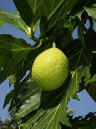 Artocarpus Breadfruit Seeds for Planting - Heirloom & Non-GMO Seeds for planting