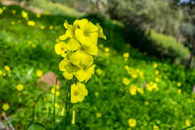 Sorrel Flower Seeds for Planting – Heirloom & Non-GMO Garden Seeds