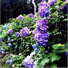 Dark Blue Geranium Flower Seeds for Planting - 100 pcs