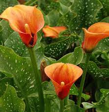 Orange Calla Flower Planting Seeds for Garden 100 pcs