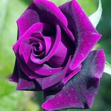 Rose Flower Seeds for Planting - Purple 100 pcs