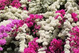 Climbing Bougainvillea Flower Seeds for Planting - 100 pcs