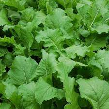 Seventop Turnip vegetable seeds for Planting - heirloom & Non-GMO Garden Seeds
