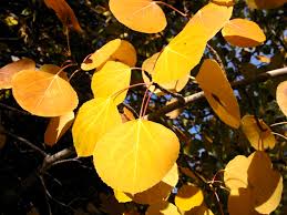 Populus tremuloides (Quaking Aspen) Seeds for Planting – Heirloom, Non-GMO, High Germination Tree Seeds