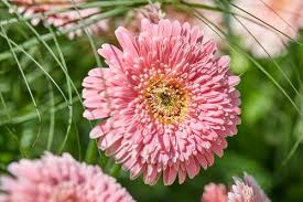 Gerbera Flower Seeds for Planting Light Pink 100 pcs