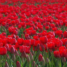 tulip tulipa flower seeds
