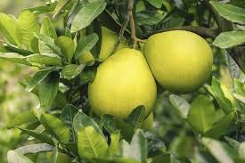 Heirloom Citrus Maxima Pomelo Fruit Seeds for Planting - Growing Your Own Fruit Orchard  at Home Garden