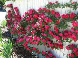 climbing polyantha flower seeds