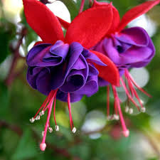 Lilla Fuchsia blomsterfrø til plantning - 100 stk