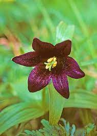 Chocolate Lilly Flower Seeds for Planting - 100 pcs