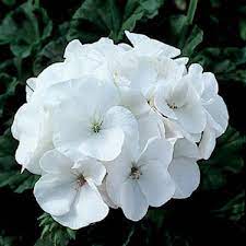 Heirloom Non-GMO White Geranium Flower Seeds for Planting – High Germination, Elegant Home Garden Blooms