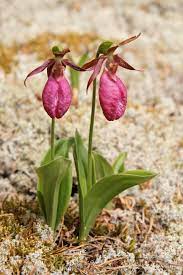 Pink Cypripedium Acaule Flower Seeds for Planting - 100 pcs