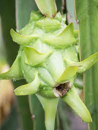 Green Pitaya Fruit Seeds for Planting - Easy-to-Grow Exotic Dragon Fruit for Home Gardening