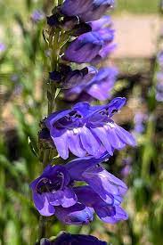 Penstemon Blomsterfrø til Plantning 100 stk