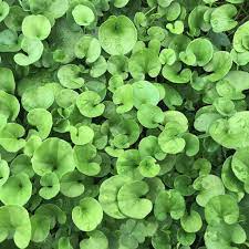 Dichondra Plant Seeds for Planting, Fresh, 100 pcs