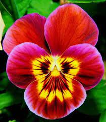 Pink Yellow Pansy Flower Seeds for Planting 100 pcs