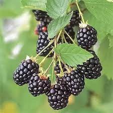 Dewberry eller BlackBerry Plantefrø til udplantning - 100 stk