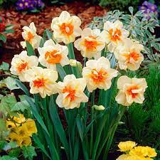 White Orange Double Petal Daffodil Seeds for Planting - 100 pcs