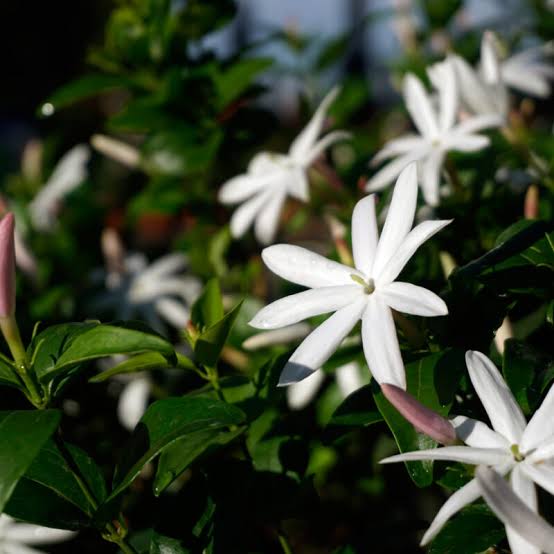 Forest Jasmine Jasminum abyssinicum flower seeds