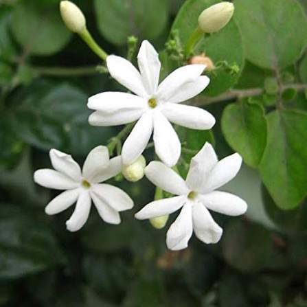 Common Jasmine Jasminum officinale flower seeds