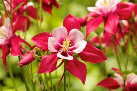 White Red Aquilegia Flower Seeds for Planting - 100 pcs