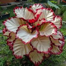 Crimson  Calathea Flower Seeds for Planting -Heirloom & Non-GMO Seeds