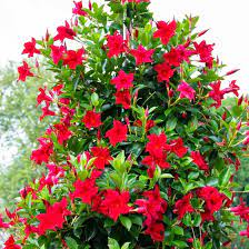 Red Mandevilla Sanderi Flower Seeds for Planting - Ideal for Home Garden, GMO Free Seeds