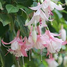 Pale Pink Fuchsia Flower Seeds for Planting 100 pcs