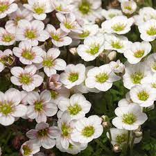 White Blush Saxifraga Blomsterfrø til udplantning, 100 stk